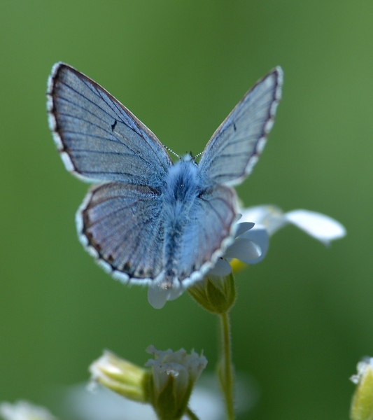 Plebejus anteros